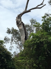 Eucalypteae