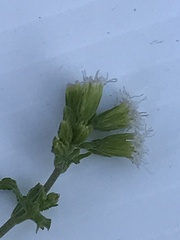 Ageratina aromatica