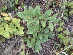 Angelica hendersonii