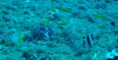 Chaetodon ocellatus