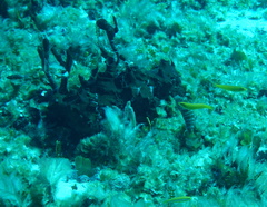Porifera