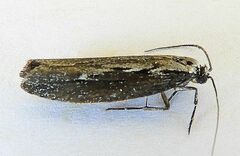 Ethmia discostrigella