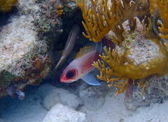 Holocentrus adscensionis