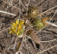 Grindelia subalpina