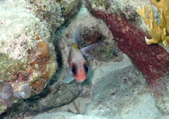 Holocentrus adscensionis