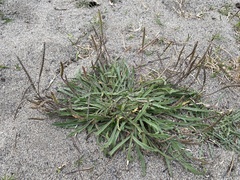 Plantago coronopus