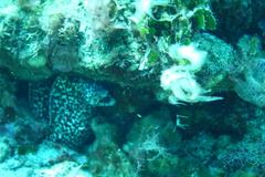 Gymnothorax moringa