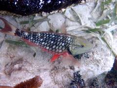 Sparisoma viride