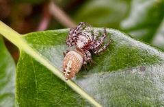 Opisthoncus quadratarius