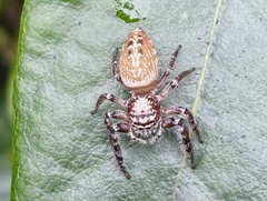 Opisthoncus quadratarius
