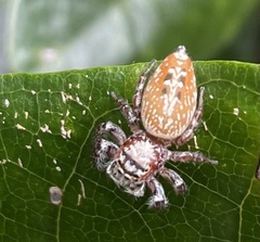 Opisthoncus quadratarius