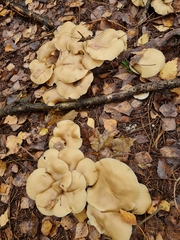 Lyophyllaceae