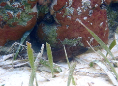 Cephalopholis cruentata