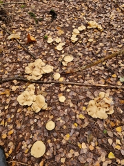 Lyophyllaceae