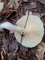 Lyophyllaceae