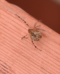 Cryptachaea veruculata