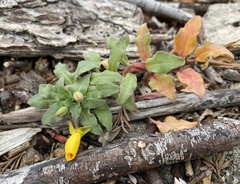 Camissoniopsis cheiranthifolia