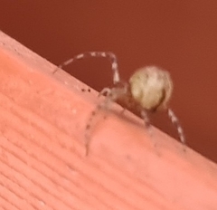 Cryptachaea veruculata