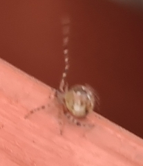 Cryptachaea veruculata