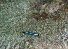 Elacatinus lobeli