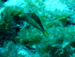 Canthigaster rostrata