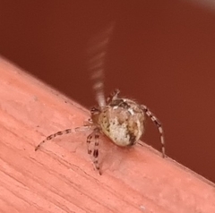 Cryptachaea veruculata