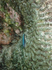 Elacatinus lobeli