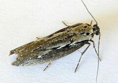 Ethmia discostrigella