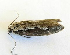 Ethmia discostrigella