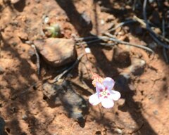 Drosera spilos