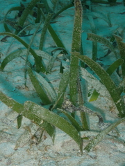 Thalassia