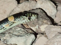 Rhinocheilus lecontei