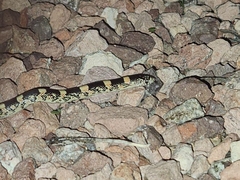 Rhinocheilus lecontei