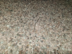 Rhinocheilus lecontei