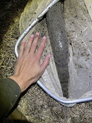Lepisosteus oculatus
