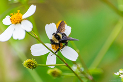 Bombus medius