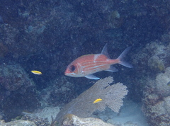 Holocentrus adscensionis