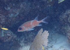 Holocentrus adscensionis