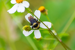 Bombus medius