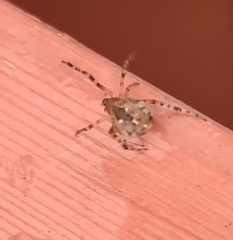 Cryptachaea veruculata