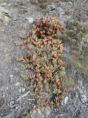 Carpobrotus chilensis