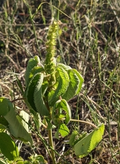 Acalypha ostryifolia