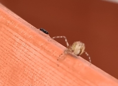 Cryptachaea veruculata