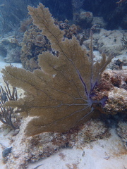 Gorgonia