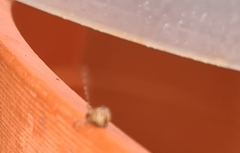 Cryptachaea veruculata