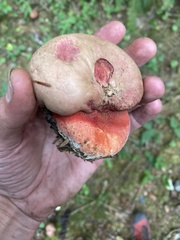 Rubroboletus pulcherrimus