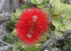 Metrosideros polymorpha