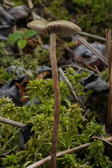 Phaeonematoloma myosotis