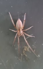 Cheiracanthium gracile