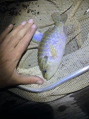 Lepomis gulosus